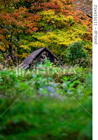紅葉した木々 紅葉した木々 115016452