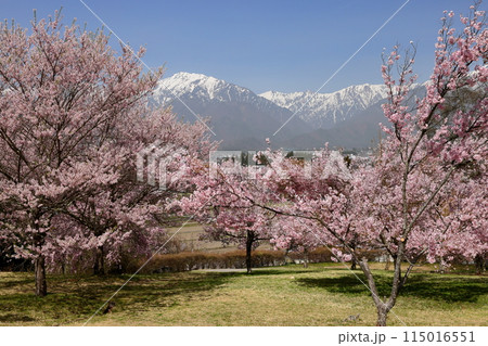 長野県大町市大町山田町 桜の名所大町市民の森の満開のコヒガンザクラと背後にそびえる残雪の北アルプス 長野県大町市大町山田町 桜の名所大町市民の森の満開のコヒガンザクラと背後にそびえる残雪の北アルプス 115016551