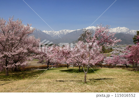 長野県大町市大町山田町　桜の名所大町市民の森の満開のコヒガンザクラと背後にそびえる残雪の北アルプス 115016552