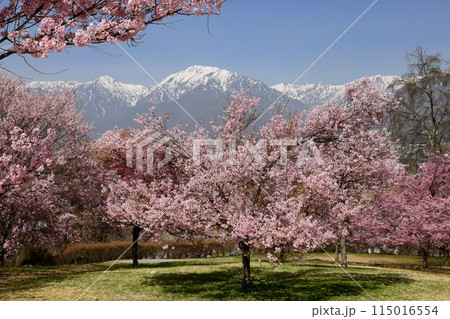 長野県大町市大町山田町　桜の名所大町市民の森の満開のコヒガンザクラと背後にそびえる残雪の北アルプス 115016554