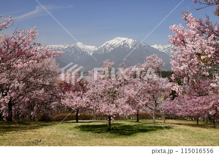 長野県大町市大町山田町　桜の名所大町市民の森の満開のコヒガンザクラと背後にそびえる残雪の北アルプス 115016556
