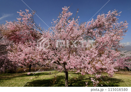 長野県大町市大町山田町 桜の名所大町市民の森の満開のコヒガンザクラと背後にそびえる残雪の北アルプス 長野県大町市大町山田町 桜の名所大町市民の森の満開のコヒガンザクラと背後にそびえる残雪の北アルプス 115016580