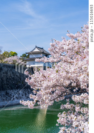 【桜】春の大阪城公園 【桜】春の大阪城公園 115016693