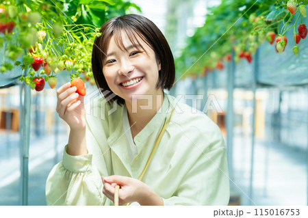 イチゴ狩りをする女性 いちご狩りをする女性 イチゴ狩りをする女性 いちご狩りをする女性 115016753