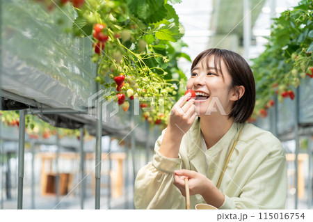イチゴ狩りをする女性　いちご狩りをする女性 115016754