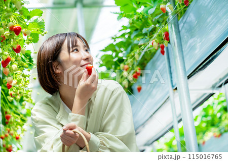 イチゴ狩りをする女性 いちご狩りをする女性 イチゴ狩りをする女性 いちご狩りをする女性 115016765