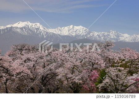 長野県大町市大町　桜の名所大町霊園のソメイヨシノと大町市街の背後にそびえる残雪の北アルプス 115016789