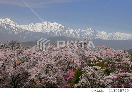 長野県大町市大町　桜の名所大町霊園のソメイヨシノと大町市街の背後にそびえる残雪の北アルプス 115016790