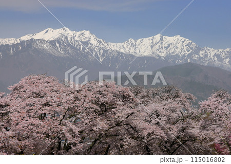 長野県大町市大町　桜の名所大町霊園のソメイヨシノと大町市街の背後にそびえる残雪の北アルプス 115016802