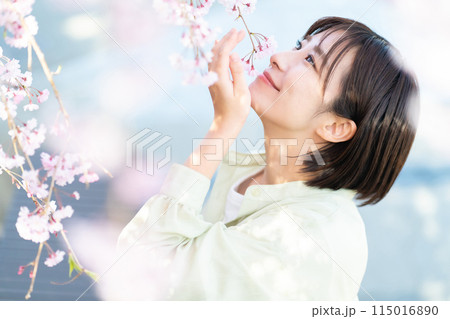 桜の花を見る女性　桜を愛でる女性 115016890