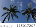 ハワイ・風に揺れる椰子の木 115017207