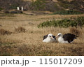 ハワイの海鳥コアホウドリ・カエナ岬 115017209