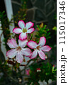pink orchid flower in tropical 115017346