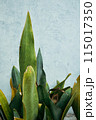 a variety of succulent plants 115017350