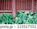 green leaves of the house 115017352