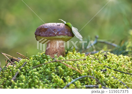 Pinewood king bolete mushroom growing amidst the moss Pinewood king bolete mushroom growing amidst the moss 115017375