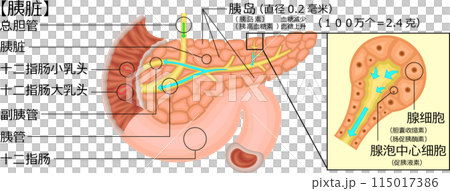 Pancreas illustration Chinese 115017386