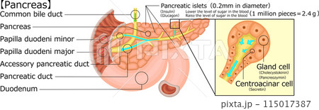 膵臓　イラスト　英語 115017387