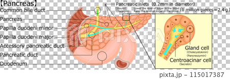 膵臓　イラスト　英語 115017387