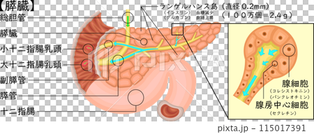 Pancreas illustration Japanese Pancreas illustration Japanese 115017391