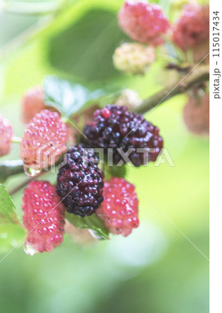 桑の実 115017434