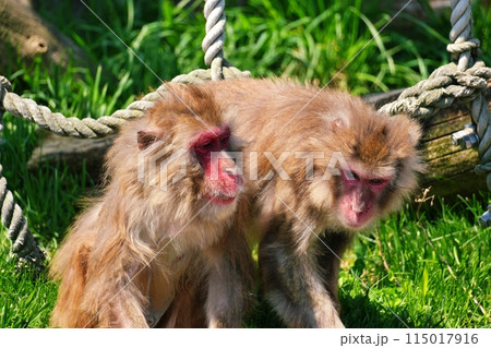 ニホンザル　(札幌市円山動物園) 115017916