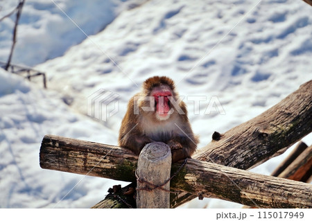 ニホンザル　(札幌市円山動物園) 115017949