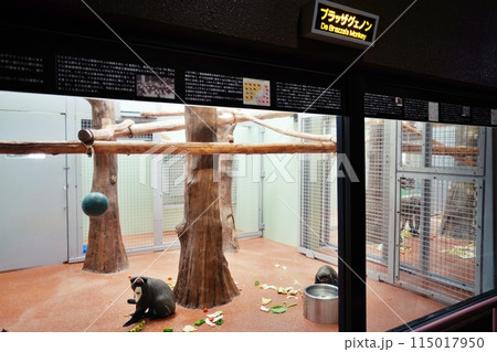 札幌市円山動物園 モンキーハウスの風景(ブラッザグェノン) 115017950