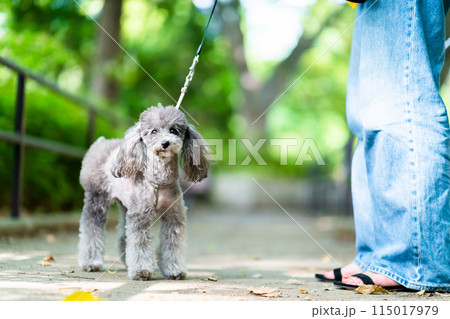 犬と散歩する女性 新緑の中にたたずむトイプードル 森にいる犬 犬と散歩する女性 新緑の中にたたずむトイプードル 森にいる犬 115017979