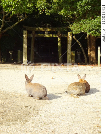 うさぎが守る島の神様 うさぎが守る島の神様 115018411