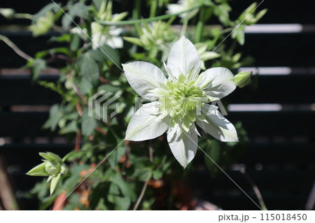 クレマチス白万重の白い花 115018450