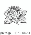 紫陽花のイラストでぬり絵ができる白黒画像です 紫陽花のイラストでぬり絵ができる白黒画像です 115018451