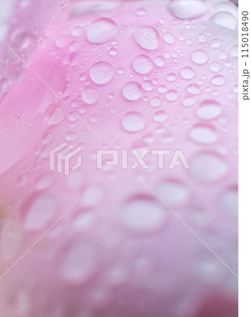 芍薬の花びらの上の水滴 115018490