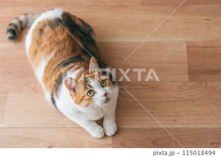 部屋で遊ぶ飼い猫 部屋で遊ぶ飼い猫 115018494