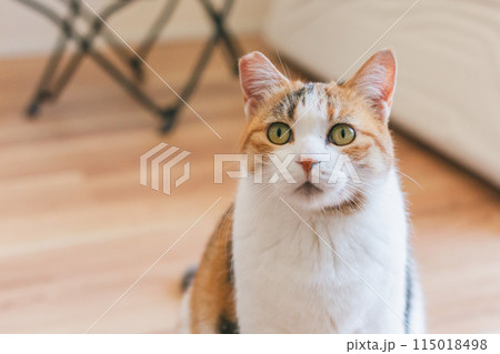 部屋で遊ぶ飼い猫 115018498