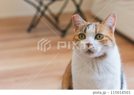 部屋で遊ぶ飼い猫 部屋で遊ぶ飼い猫 115018501