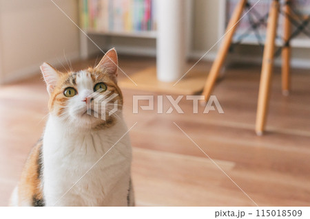 部屋で遊ぶ飼い猫 115018509