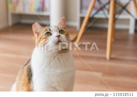 部屋で遊ぶ飼い猫 部屋で遊ぶ飼い猫 115018511