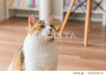 部屋で遊ぶ飼い猫 部屋で遊ぶ飼い猫 115018512