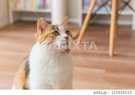 部屋で遊ぶ飼い猫 部屋で遊ぶ飼い猫 115018513