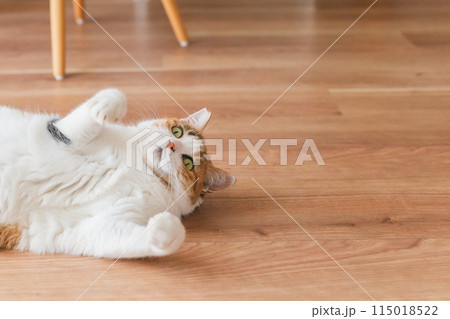 部屋で遊ぶ飼い猫 115018522