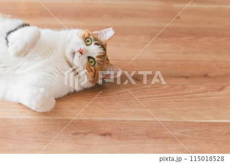 部屋で遊ぶ飼い猫 115018528