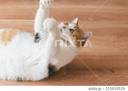 部屋で遊ぶ飼い猫 部屋で遊ぶ飼い猫 115018529