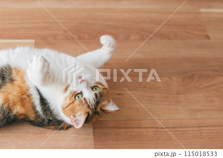 部屋で遊ぶ飼い猫 115018533