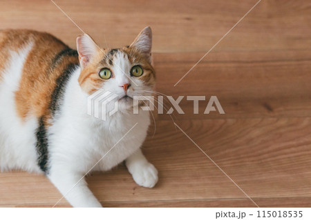部屋で遊ぶ飼い猫 115018535