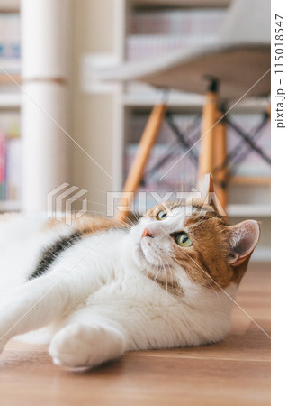部屋で遊ぶ飼い猫 部屋で遊ぶ飼い猫 115018547