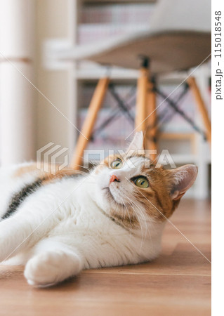 部屋で遊ぶ飼い猫 115018548