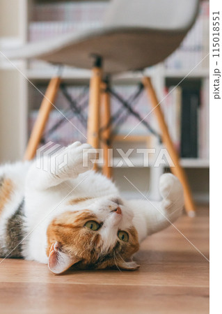 部屋で遊ぶ飼い猫 115018551