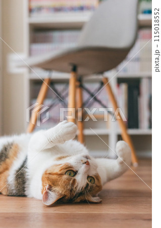 部屋で遊ぶ飼い猫 115018552