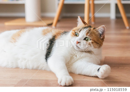 部屋で遊ぶ飼い猫 115018559